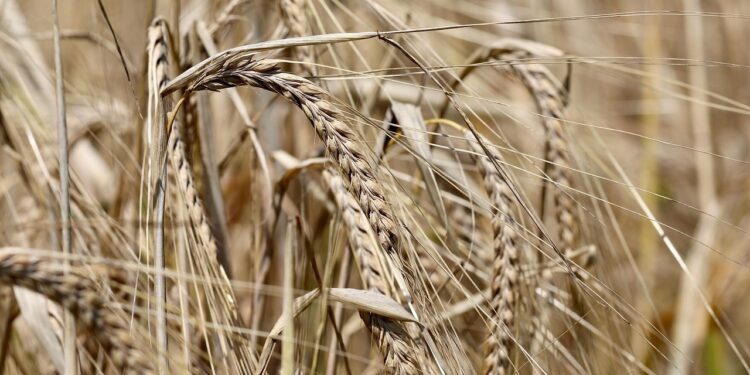 Céréales : L’Algérie, deuxième producteur de l’orge dans le monde arabe et en Afrique