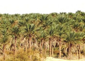 El-Meghaïer : Intenses efforts pour développer la filière des dattes