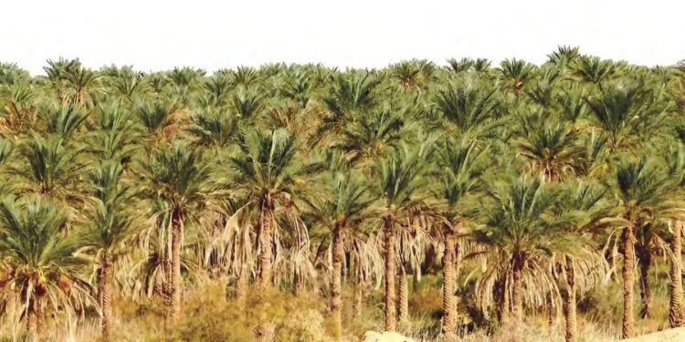 El-Meghaïer : Intenses efforts pour développer la filière des dattes