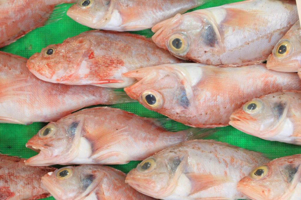 Filiale agroalimentaire de Sonatrach : Annonce d’une augmentation importante de la production de tilapia