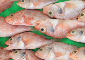 Filiale agroalimentaire de Sonatrach : Annonce d’une augmentation importante de la production de tilapia