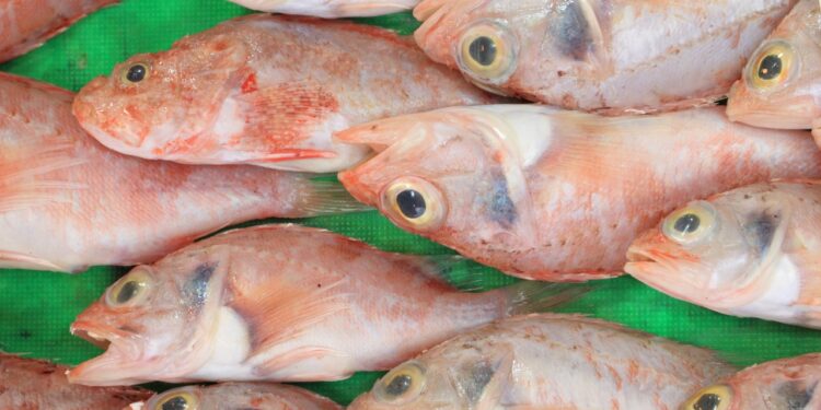 Filiale agroalimentaire de Sonatrach : Annonce d’une augmentation importante de la production de tilapia