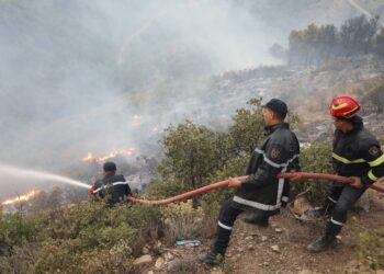 Incendies de forêts à Tipasa : Près de 191 hectares de forêts et d’arbres fruitiers détruits
