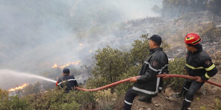 Incendies de forêts à Tipasa : Près de 191 hectares de forêts et d’arbres fruitiers détruits
