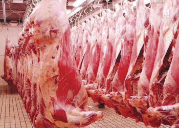Viande rouge ovine : Comment réduire de moitié les coûts de production