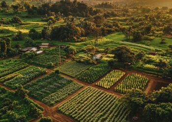 L’agriculture durable : Un levier stratégique pour la sécurité alimentaire