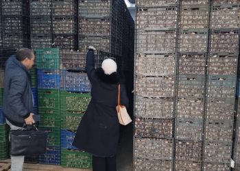 Oum El-Bouaghi : Début de l’opération de déstockage de l’ail
