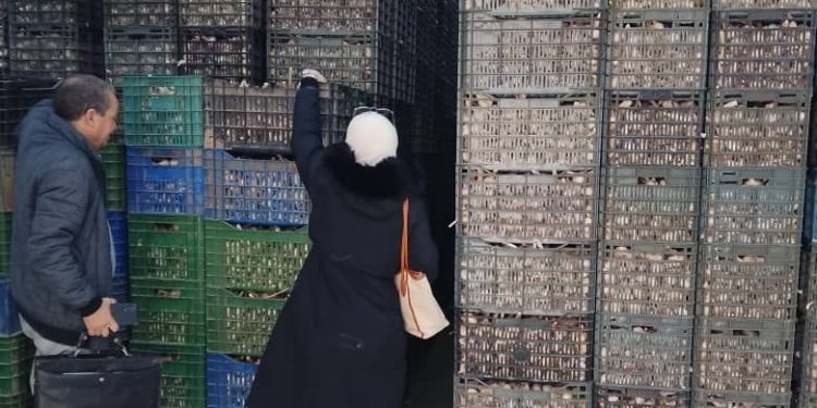 Oum El-Bouaghi : Début de l’opération de déstockage de l’ail