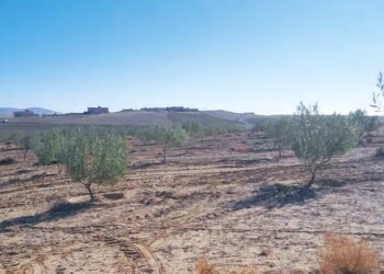 Hadjra Zerga (Bouira) : Une commune rurale en quête de nouveaux horizons