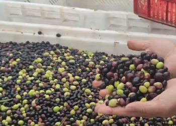 Bouira : Une production de 5,5 millions de litres d’huile d’olive attendue