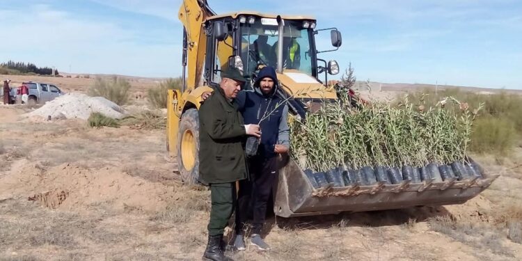 Réhabilitation du barrage vert : Vers la plantation de plus de 1,3 million d'arbustes à Tébessa