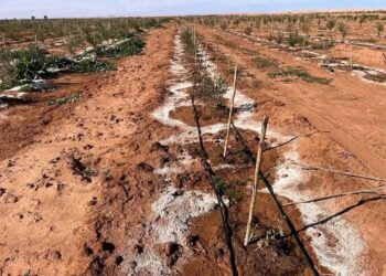 Changement climatique : 1,2 million hectares de terres salinisées