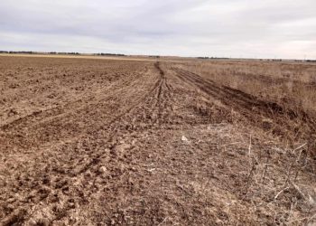 Saïda : Récupération de 1.000 hectares de terres agricoles inexploitées