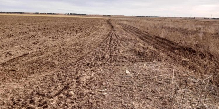 Saïda : Récupération de 1.000 hectares de terres agricoles inexploitées