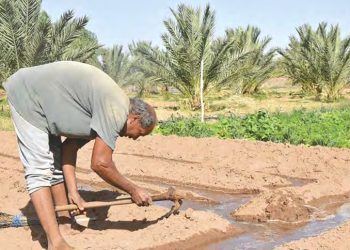 Agriculture, eau et climat : Les enjeux de la sécurité alimentaire en Algérie