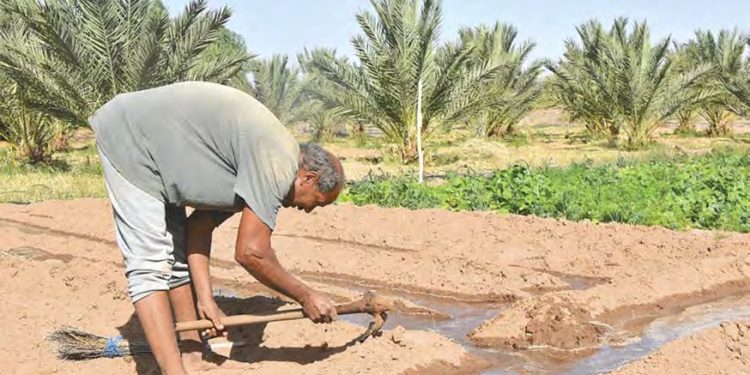 Agriculture, eau et climat : Les enjeux de la sécurité alimentaire en Algérie