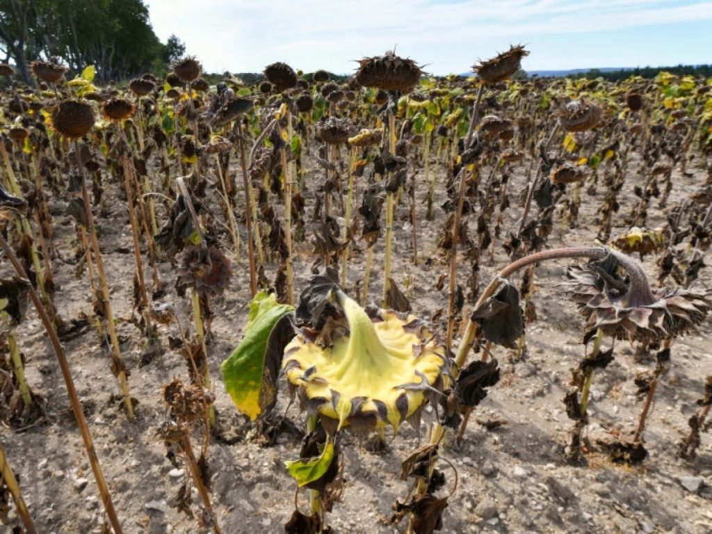 Assurance agricole contre les risques climatiques : De nouveaux produits bientôt lancés