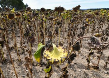 Assurance agricole contre les risques climatiques : De nouveaux produits bientôt lancés