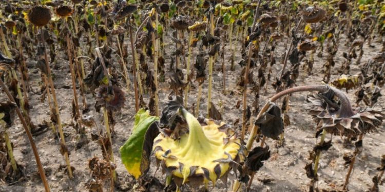 Assurance agricole contre les risques climatiques : De nouveaux produits bientôt lancés