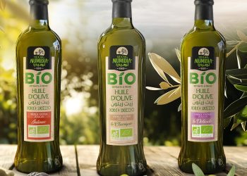 Numidia, l’huile d’olive de Bejaia : Entre héritage millénaire et ambition internationale
