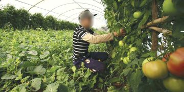 Projet d’une nouvelle loi d’orientation agricole : La sécurité alimentaire en point de mire
