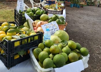 Blida : Salon régional des agrumes les 14 et 15 janvier