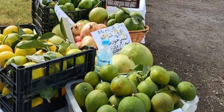 Blida : Salon régional des agrumes les 14 et 15 janvier