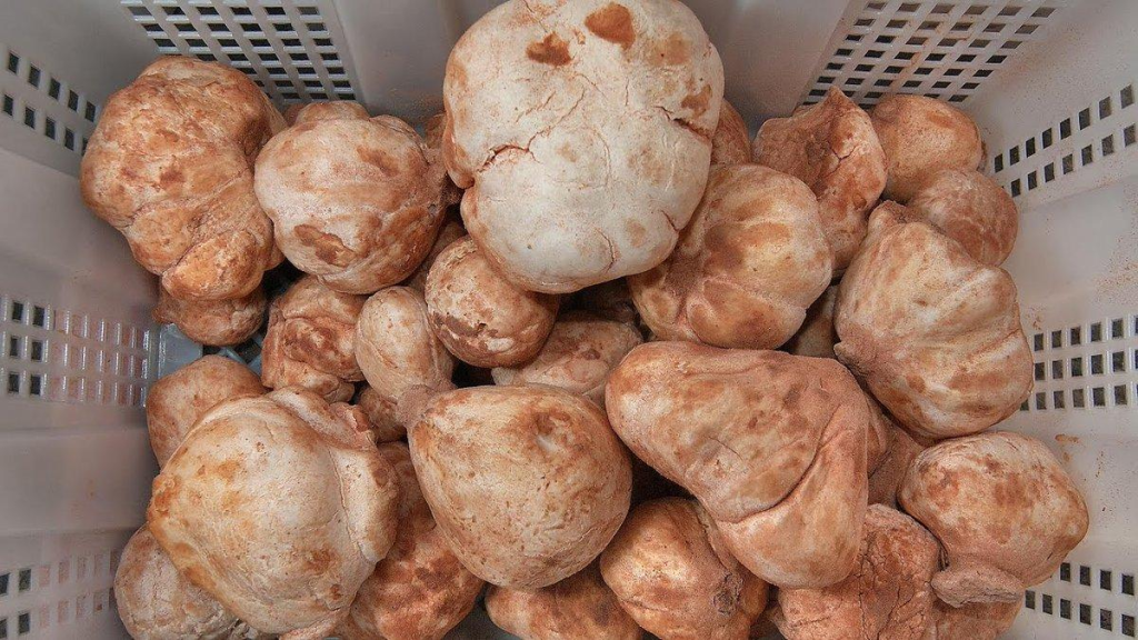 El Meniaa : L'expérience de la culture du "Terfess" ouvre des perspectives agricoles prometteuses