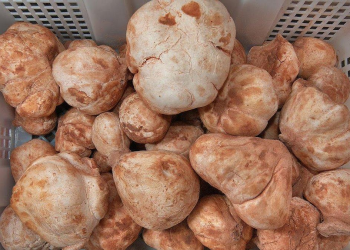 El Meniaa : L'expérience de la culture du "Terfess" ouvre des perspectives agricoles prometteuses