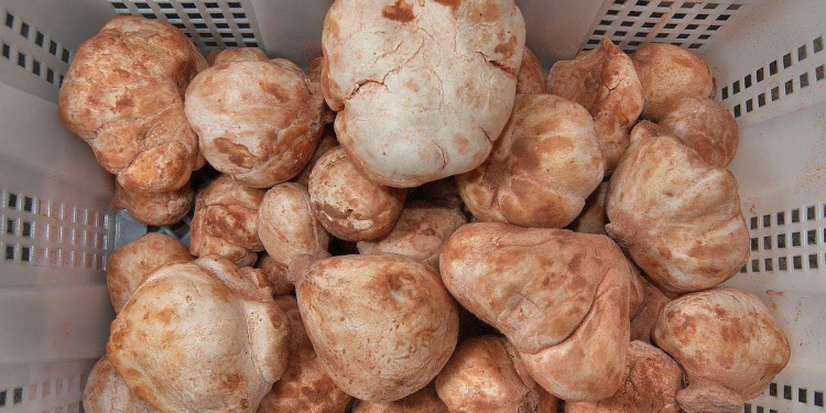 El Meniaa : L'expérience de la culture du "Terfess" ouvre des perspectives agricoles prometteuses