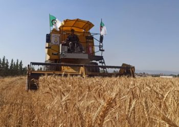 Agriculture à Sétif : Le fer de lance de la sécurité alimentaire