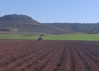 Agriculture 4.0 et Agro-industrie : Le poumon économique de Mascara