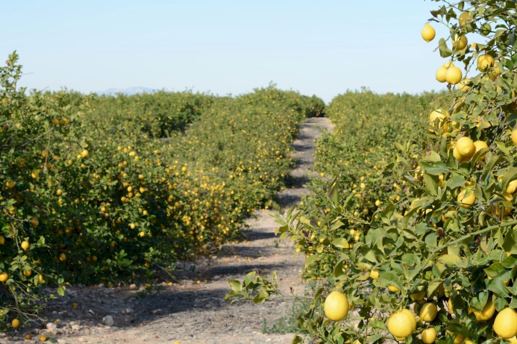 Agrumiculture et résilience : Chlef, le futur grenier exportateur