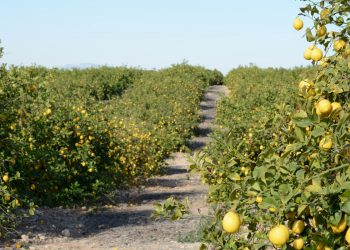 Agrumiculture et résilience : Chlef, le futur grenier exportateur