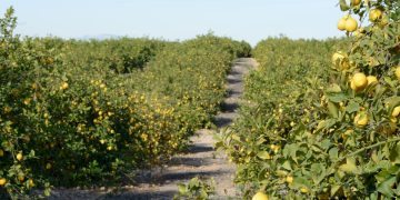 Agrumiculture et résilience : Chlef, le futur grenier exportateur