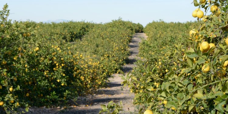 Agrumiculture et résilience : Chlef, le futur grenier exportateur