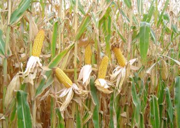 Développement agricole : Un programme ambitieux pour la culture du maïs dans le sud