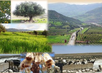 Développement du monde rural : Le nouvel ordre de la campagne algérienne