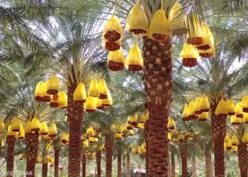 Production de dattes : L’Algérie sur le podium mondial