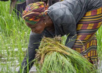 Chaînes de valeur rizicoles résilientes : La BAD et AfricaRice lancent un programme de développement