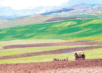 Draâ El Mizan (Tizi Ouzou) : Un pôle d’excellence agricole