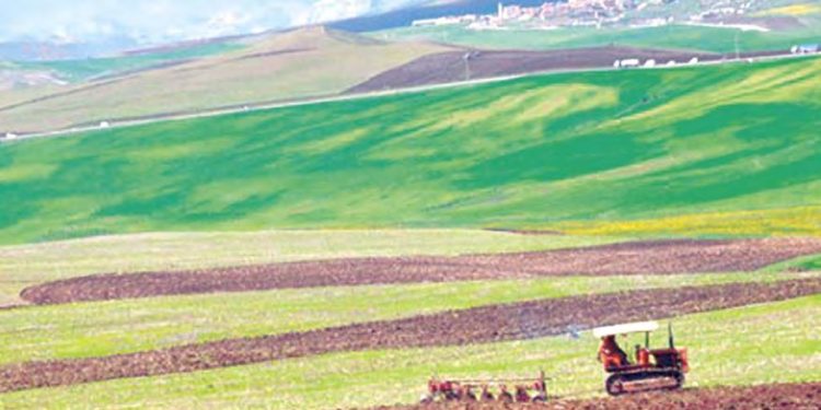 Draâ El Mizan (Tizi Ouzou) : Un pôle d’excellence agricole