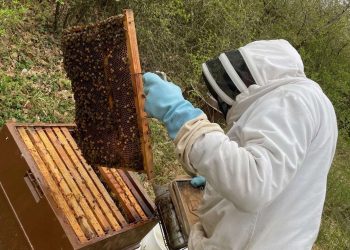 Boumerdès érige l'apiculture en levier de croissance : Le miel pour… la santé économique