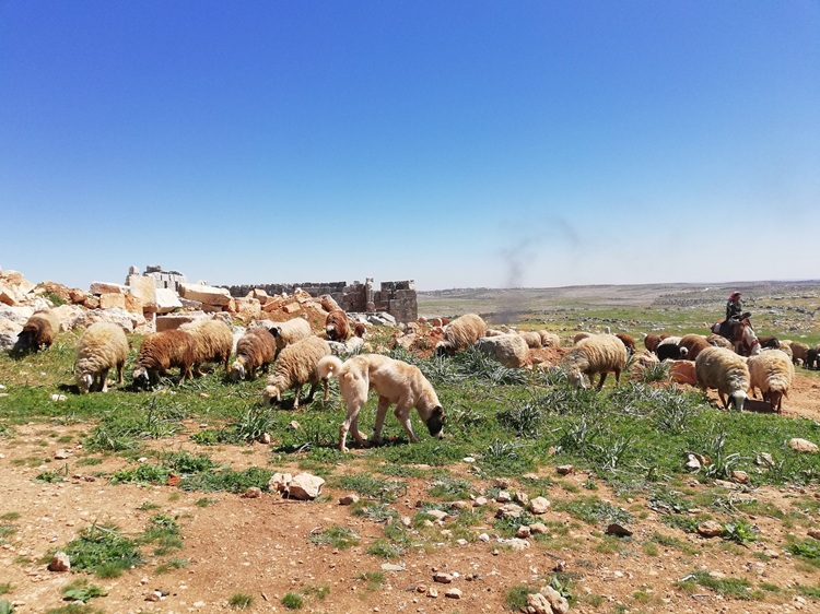 Agro pastoralisme