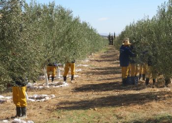 Batna : L’oléiculture en pleine expansion