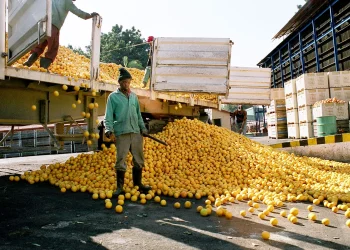 Afrique du Sud : Les producteurs d’agrumes dans la tourmente