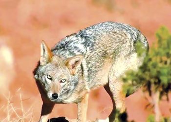 Protection de la faune sauvage : Réglementation et sensibilisation, le duo gagnant