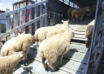 Viandes rouges : L'Algérie ajoute la Mauritanie à sa liste de fournisseurs de moutons