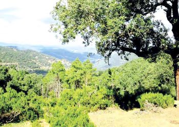 Tizi Ouzou : Les plantes aromatiques un patrimoine à protéger