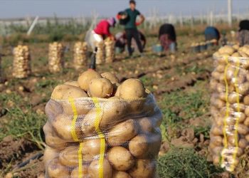 Mila : Pourquoi l’agriculture locale attire les investisseurs